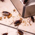 Why are there Suddenly So Many Cockroaches in my House
