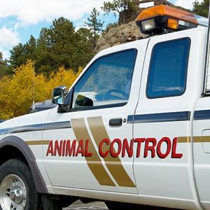 What Happens When You Call Animal Control on a Neighbor? | ValidHouse